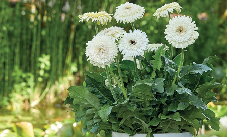 Image 4: Gerbera Patio Collection of Six Plants