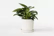 1x oder 2x Philodendron White Wave - Second Medium