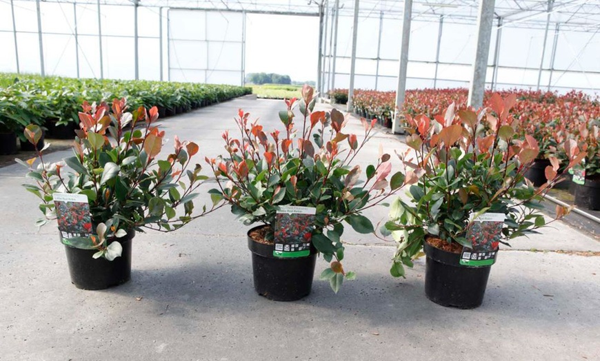 Image 10: Photinia 'Red Robin' - Standard Tree or Potted Plants
