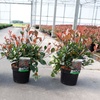 Image 10: Photinia 'Red Robin' - Standard Tree or Potted Plants