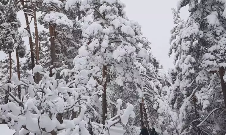 Excursión con raquetas por la Sierra de Guadarrama para 1 o 2 personas