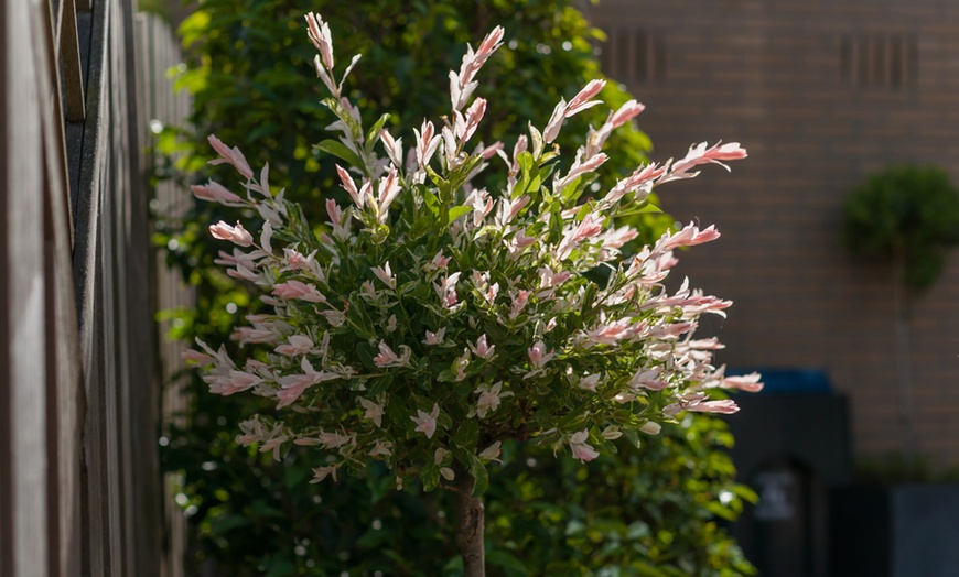 Image 3: Árbol de sauce variegado japonés