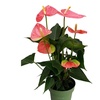 Image 16: Anthurium