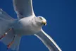 Embark on a 3-Hour Ocean Safari: Whales, Dolphins & Birds Await with The Starlight Fleet (Save 22%)! - Second Medium