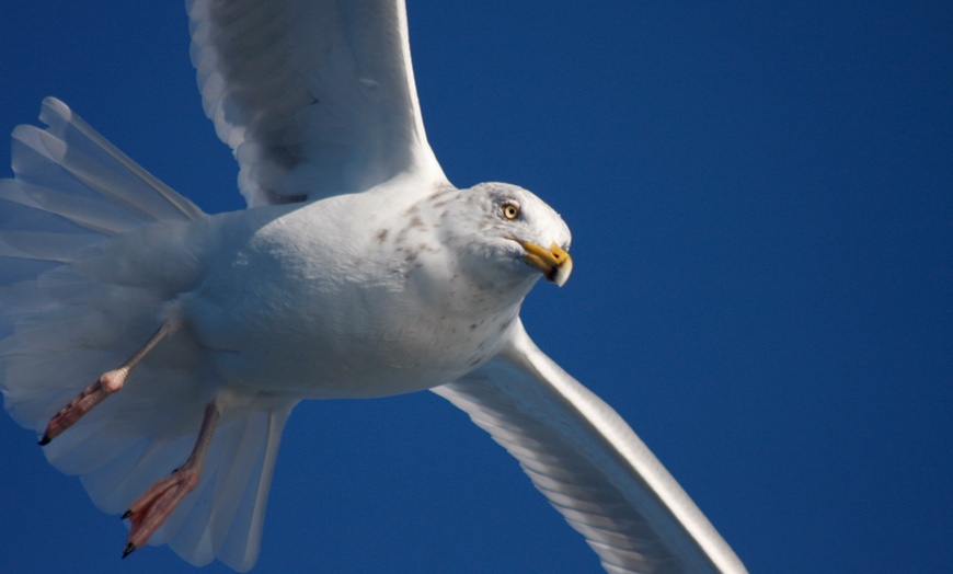 Image 6: 3-Hour Whale, Dolphin & Bird Trip - Experience Nature Close Up! 