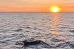 Sunset Dolphin & Wildlife Cruise Child (Ages 4-12) or Adult Ticket (13+) @ Adventures In Paradise: Up to 25% Off - Second Medium