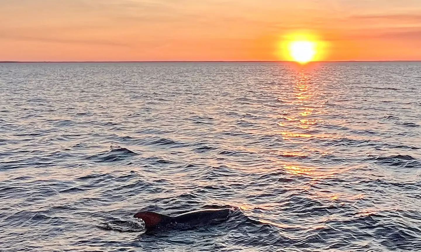 Sunset Dolphin and Wildlife Cruise: Child or Adult Ticket