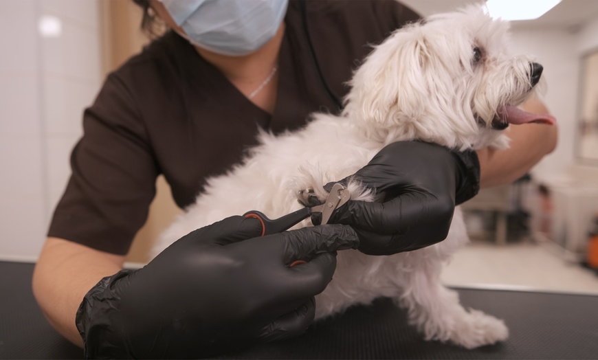 Image 5: Small/Medium/Large Dog Basic or Dry Grooming for Cat