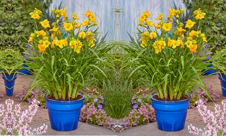 Groupon Unisex Yellow Hemerocallis See You Tomorrow : 1 Litre Potted Plant/One