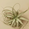 Image 3: 5 Pack Air Plant Bundle and Tillandsia Air Plant Xerographica in 1, 3, and 5 pack options with Free Shipping Up to 15%Off