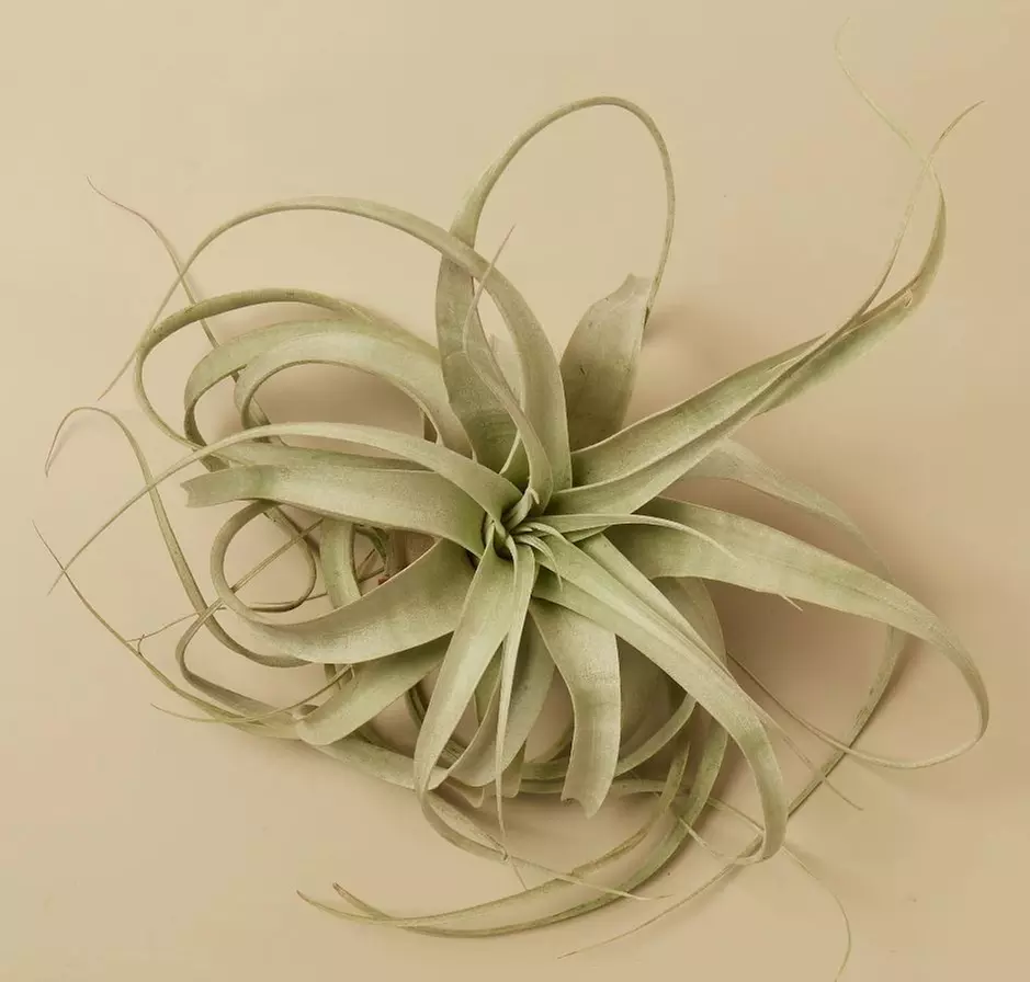Modern Living: Unique Air Plants from House Plant Shop with Free Shipping Up to 15%Off