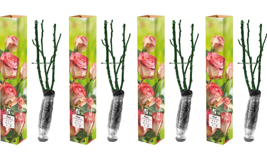 Image 9: Lot de 4 roses à grandes fleurs de la marque 