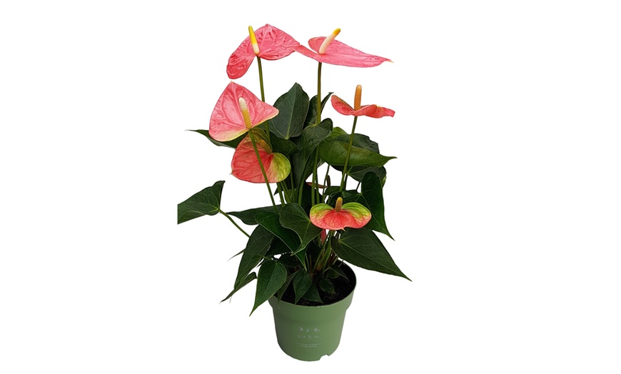 Image 16: Rootz Flamingoblume (Anthurium) 