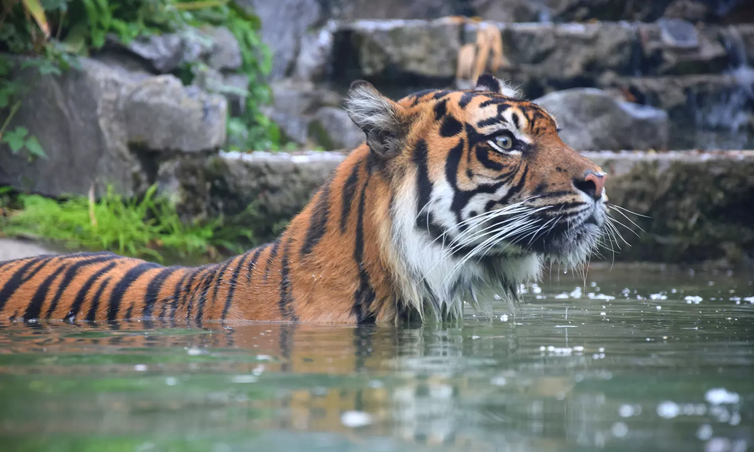 Découvrez plus de 300 animaux au zoo de Maubeuge