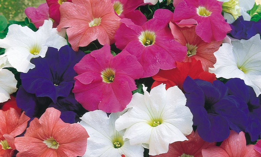 Image 27: Pack of 15 Garden Ready Mixed Variety Petunia Plants