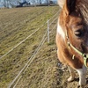 Image 11: Poznaj przyjazne zwierzęta: bilety rodzinne do Mini Zoo Uszate Ranczo