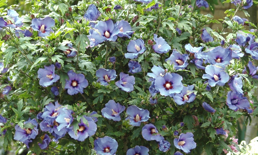 Image 1: Hibiscus Syriacus Marina, Lavender-Blue Blooms in 3L Pot