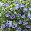 Image 1: Hibiscus Syriacus Marina, Lavender-Blue Blooms in 3L Pot