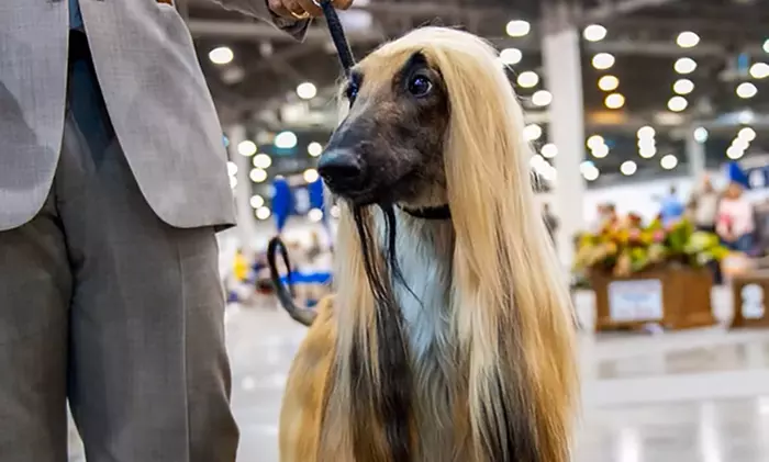 Houston World Series of Dog Shows - Up to 46% Off 