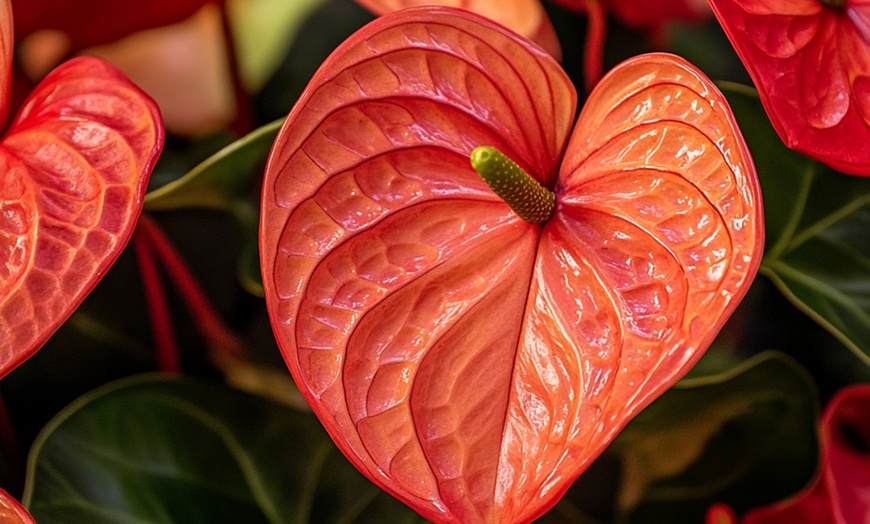 Image 18: Anthurium