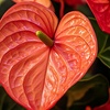 Image 18: Anthurium