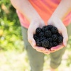 Image 2: Blackberry Growers Choice Blackberry Cultivars
