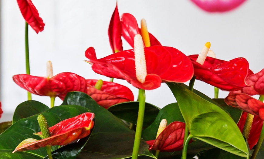 Image 13: Rootz Flamingoblume (Anthurium) 