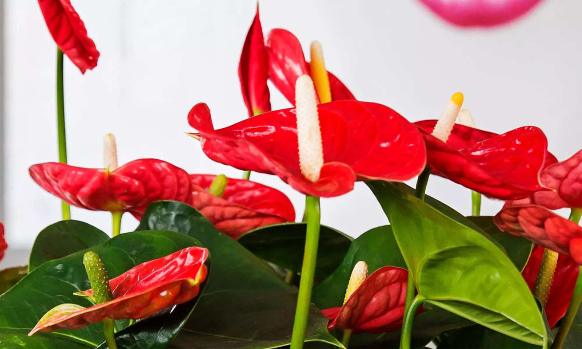 Rootz Flamingoblume (Anthurium)