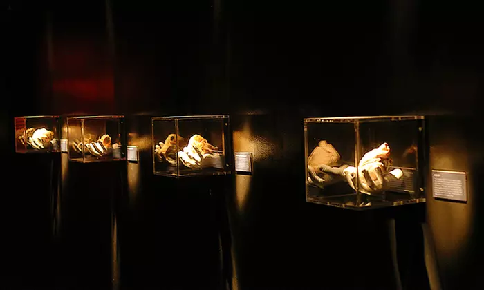 REAL BODIES at Horseshoe Las Vegas – Discover the Human Body Like Never Before 