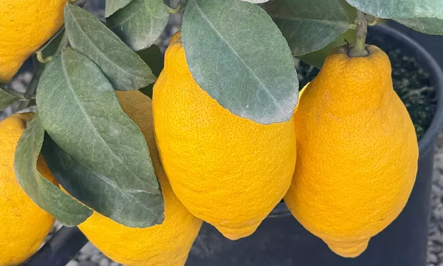 Image 2: Citrus 'Lemon' Tree