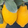 Image 2: Citrus 'Lemon' Tree