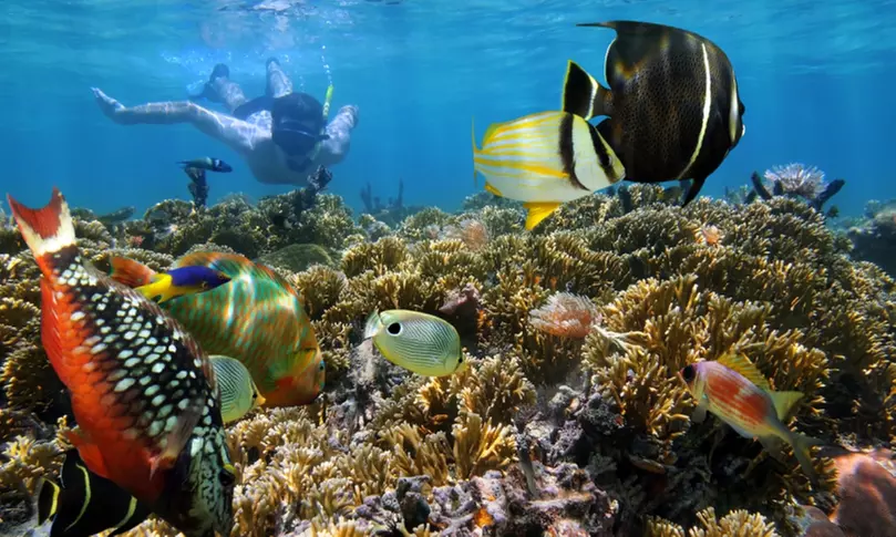 Discover Underwater Wonders: Morning and Afternoon Snorkel Await!