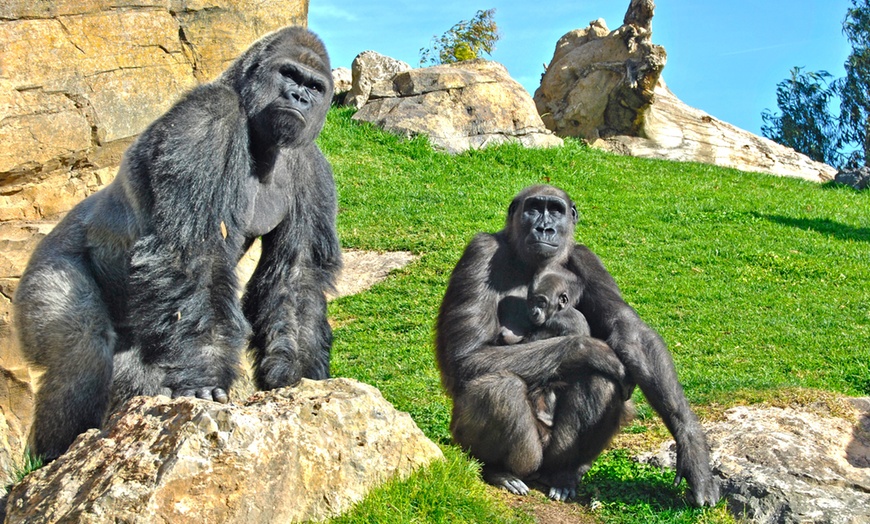 Image 6: ¡Descubre la selva en Valencia! Entrada para adulto o niño en Bioparc