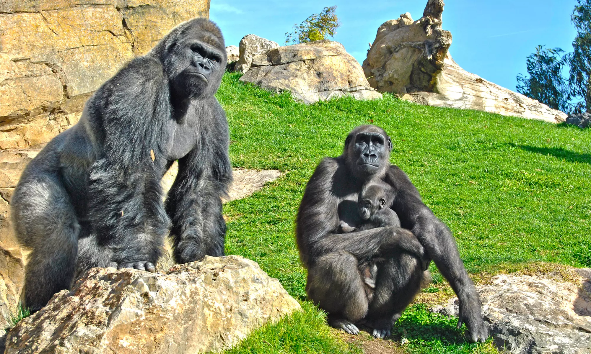 ¡Descubre la selva en Valencia! Entrada para adulto o niño en Bioparc