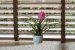 Set de 3 plantas de Tillandsia Cyanea Pastel con maceta - Second Medium