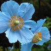 Image 1: Meconopsis Himalayan Blue Poppy