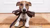 Master Pet Care Careers with Individual or Bundle Courses from International Open Academy Up to 96% Off
