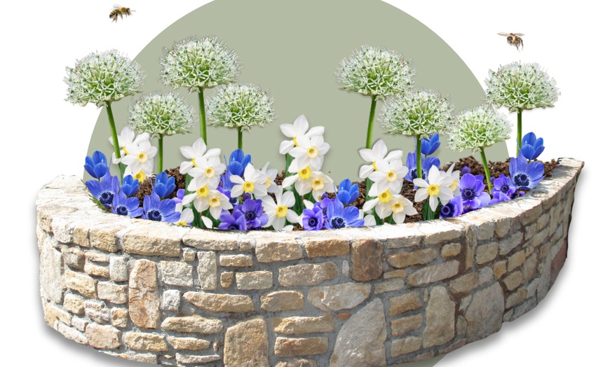 Image 2: Pack de 35 bulbos resistentes y coloridos de 3 variedades distintas