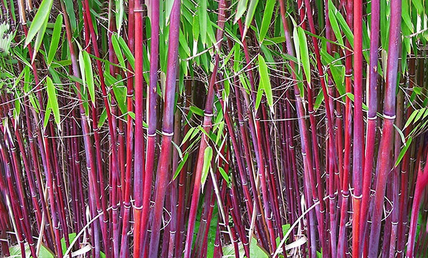 Image 1: Bamboo Red Panda Plants