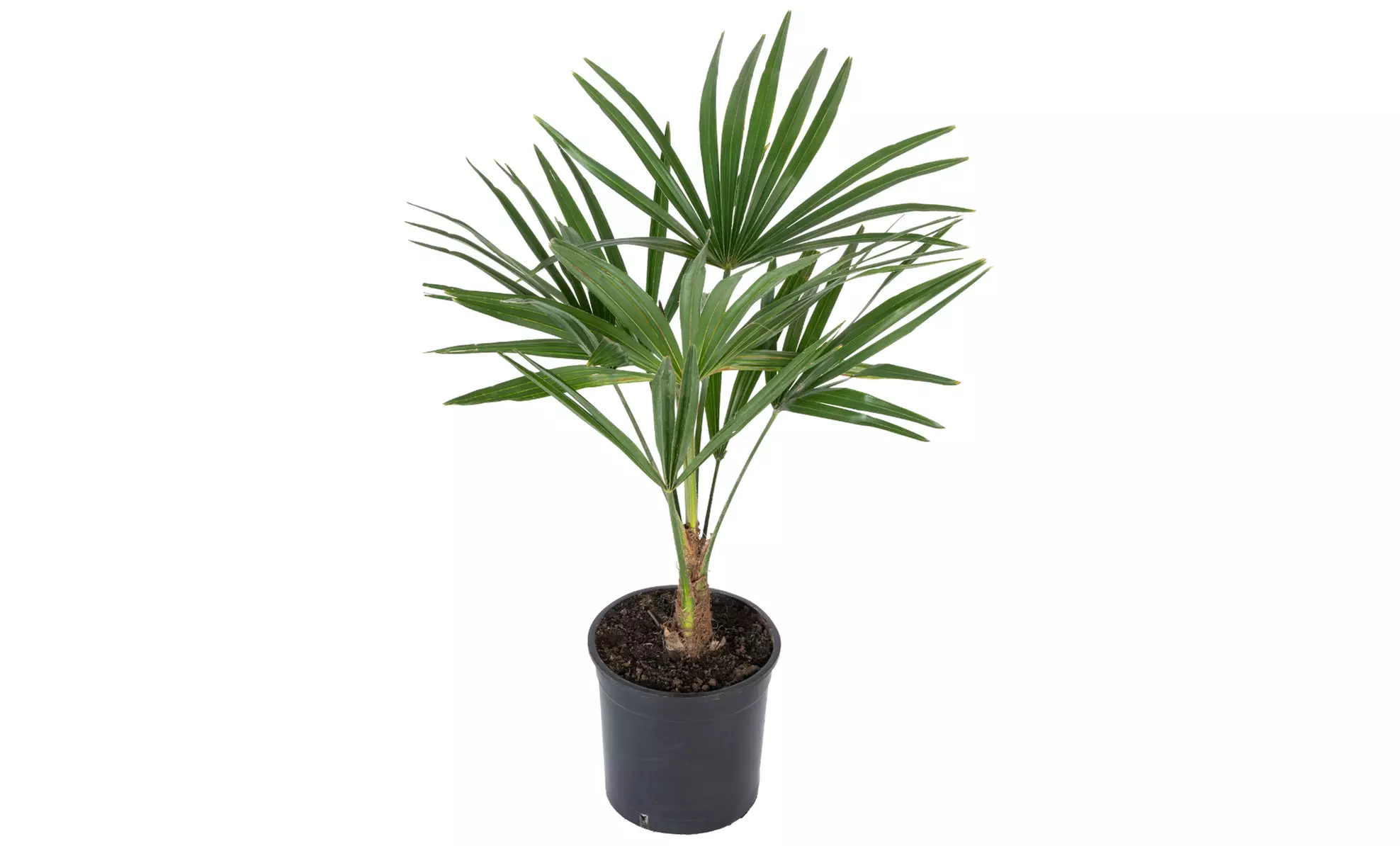 1 of 2 Trachycarpus fortunei, medium of large palmbomen - Image 5