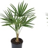 Image 3: 1 ou 2 palmiers "Trachycarpus fortunei" de Gardenzo