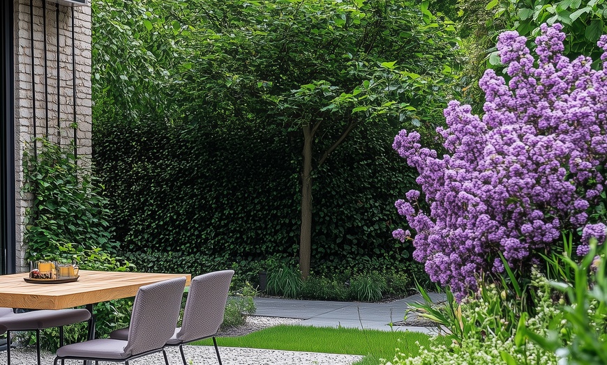 Image 2: Set de 4 lilas de variedad a elegir, entregadas en maceta, de Rootz