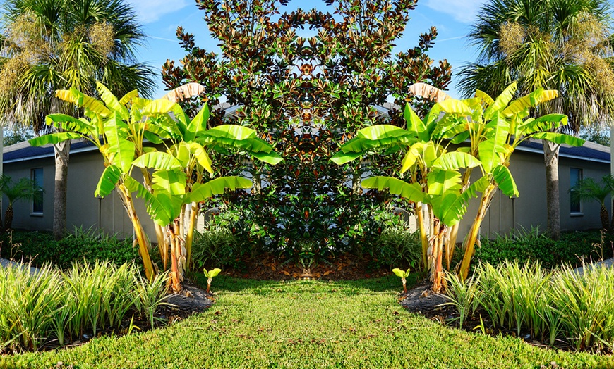 Image 6: One or Two Japanese Banana Potted Plants