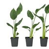 Image 4: Three or Six Rootz 'Birds of Paradise' Strelitzia Reginae Plants