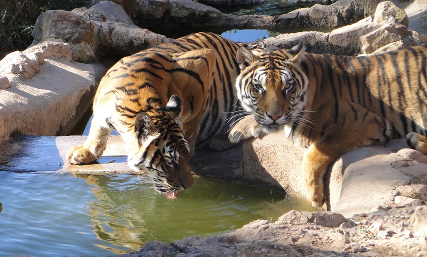 Image 6: Zoo de Fréjus : les animaux comme vous ne les avez jamais vus !