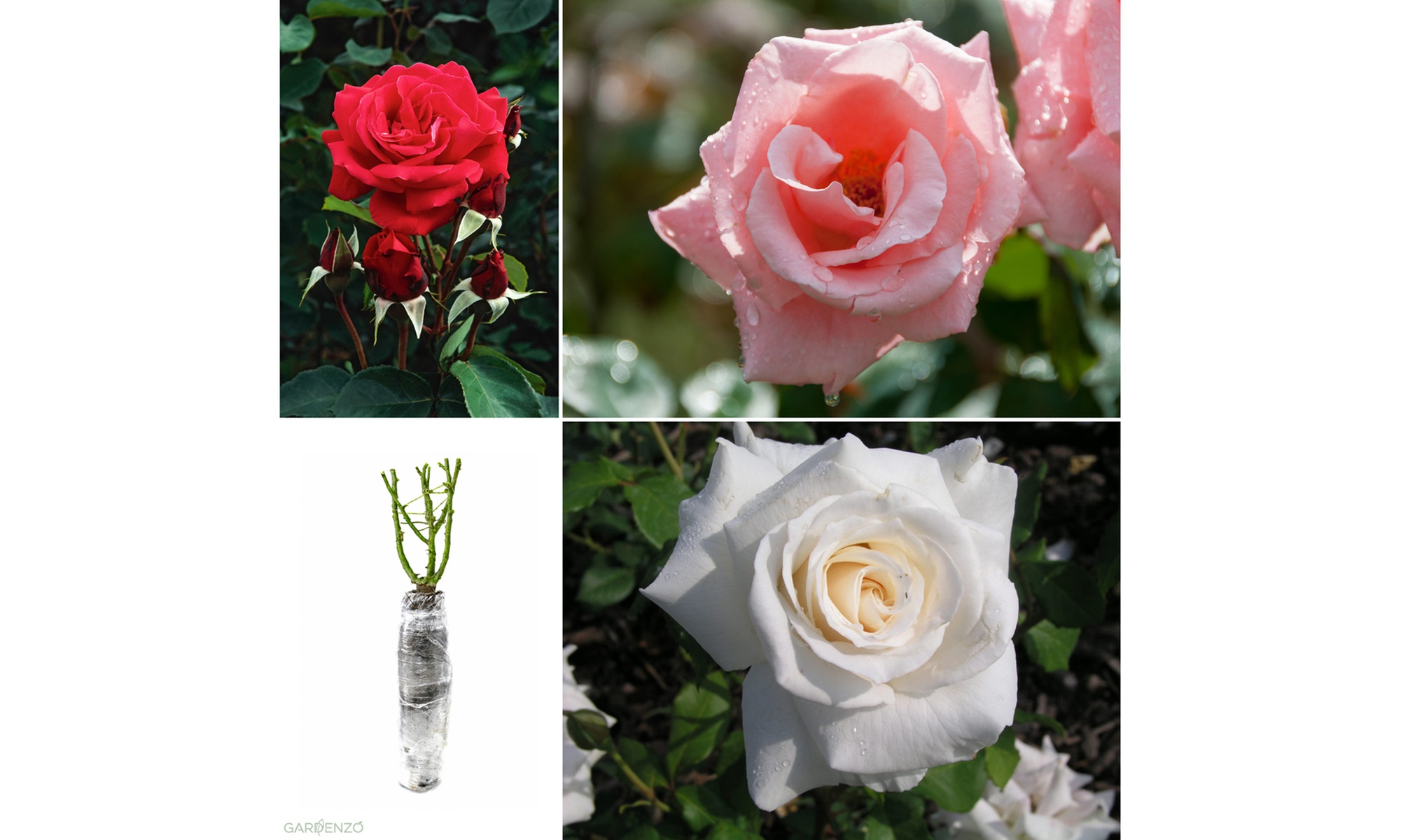 Roses : Dame de Coeur, Joro, Gloria Dei, entre autres