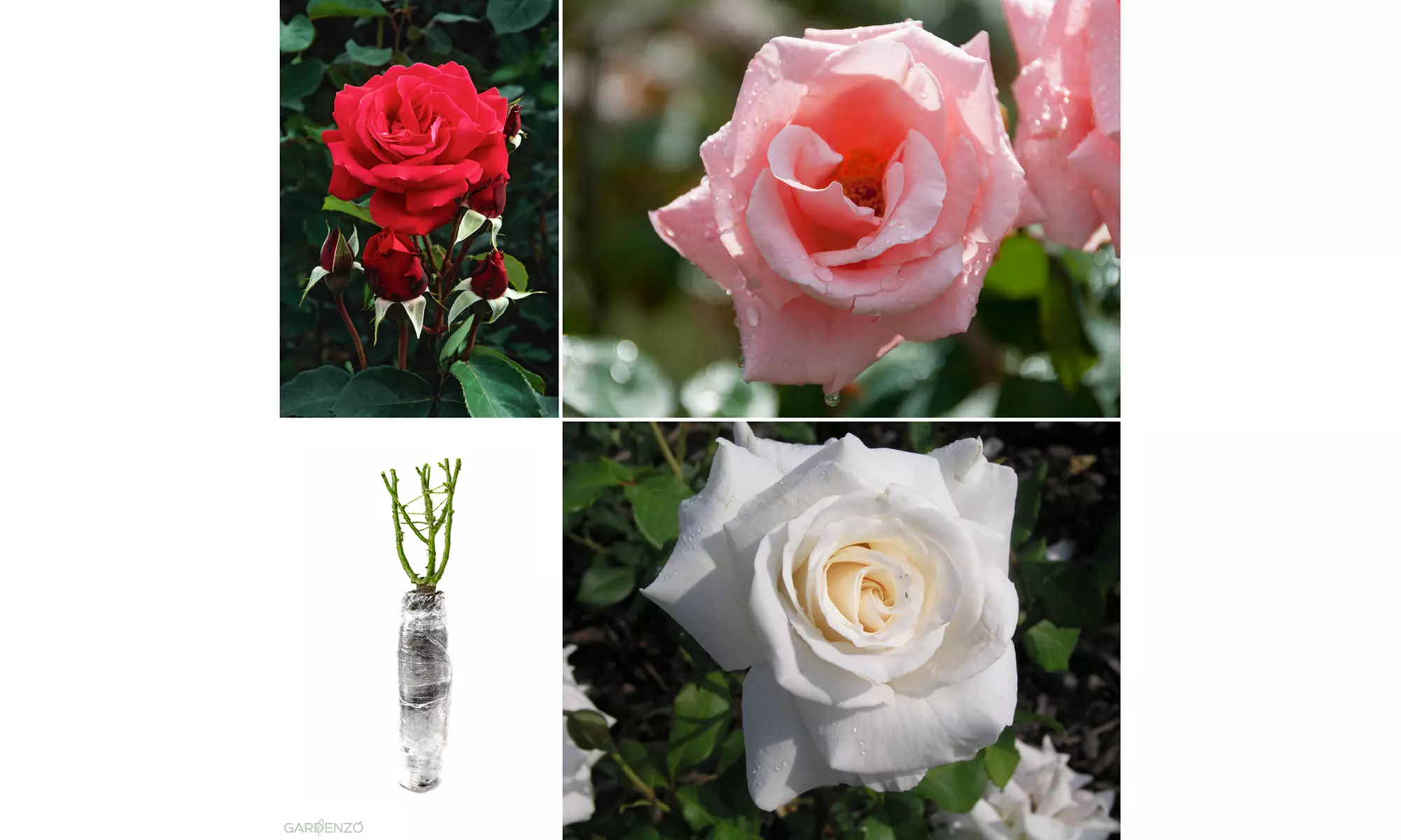 Roses : Dame de Coeur, Joro, Gloria Dei, entre autres