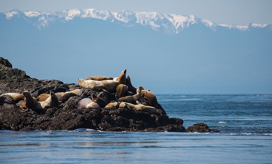 Image 7: Explore San Juan Island on a Half Day or Full Day Kayak Tour