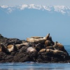 Image 7: Explore San Juan Island on a Half Day or Full Day Kayak Tour