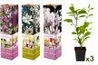 Set de plantas de Magnolia, Susan, Soulangeana, Stellata - Image 2
